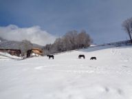 Ferienhaus Hamberg Hütte-17